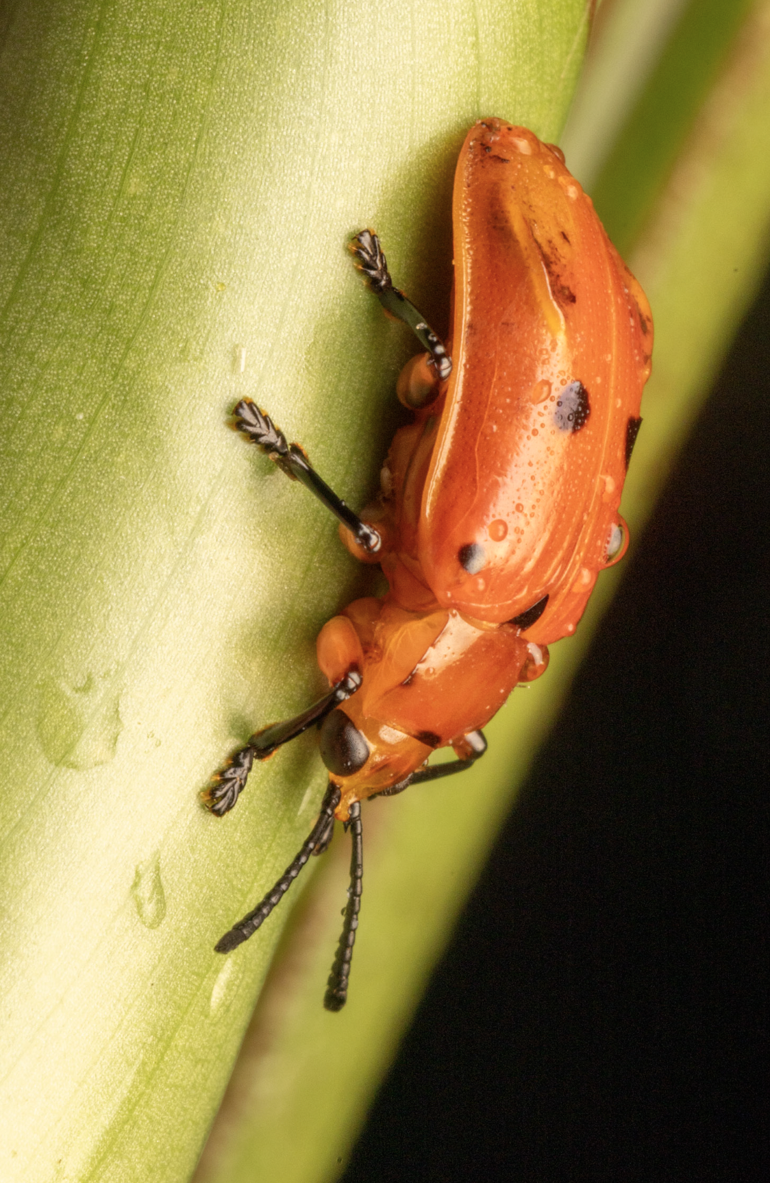 Screenshot 2026-04-03 at 12.57.14 PM.png