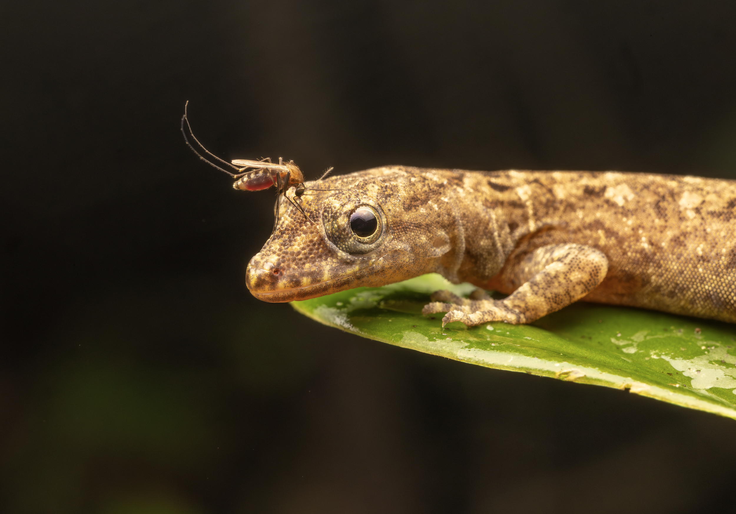 Screenshot 2026-04-03 at 11.47.42 AM.png