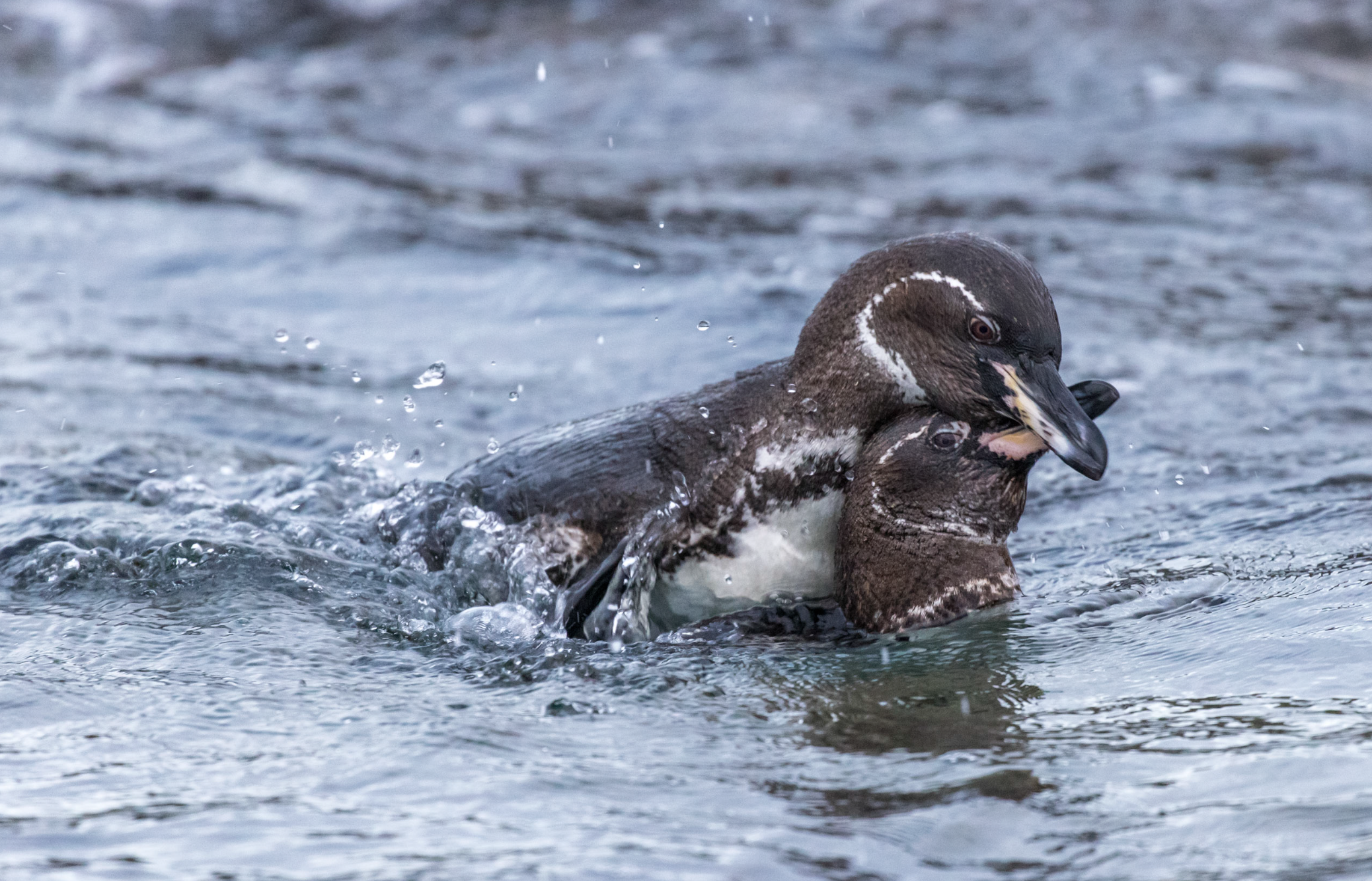 Screenshot 2026-04-01 at 1.31.40 PM.png