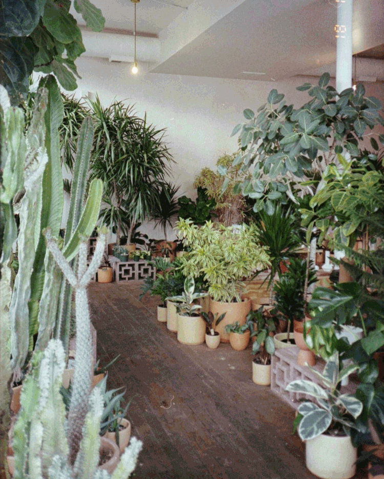 Mother Co., Plants