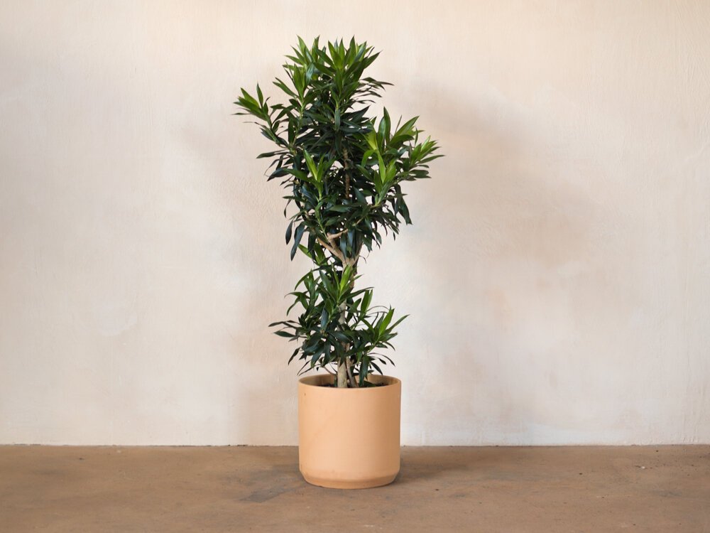 Reflexa Character Tree Dracaena Reflexa Tree