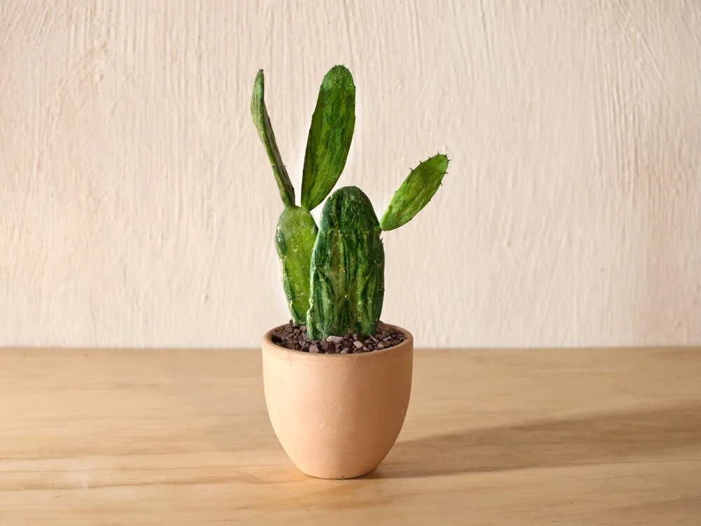 Opuntia Variegata  Mother Co., Plants