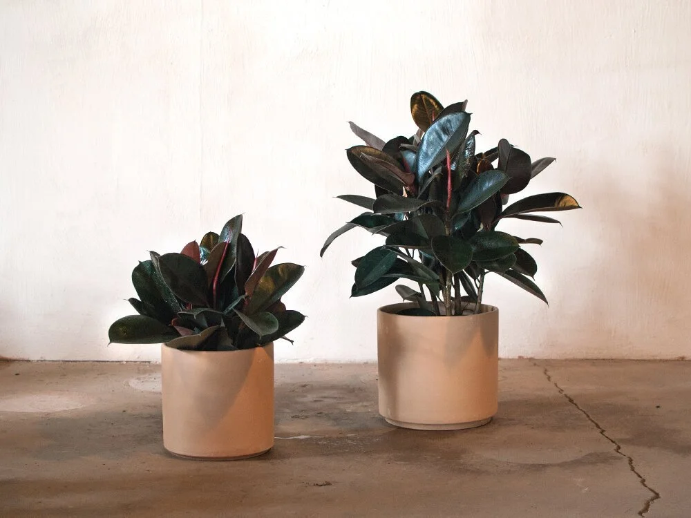 Ficus Elastica  Mother Co., Plants