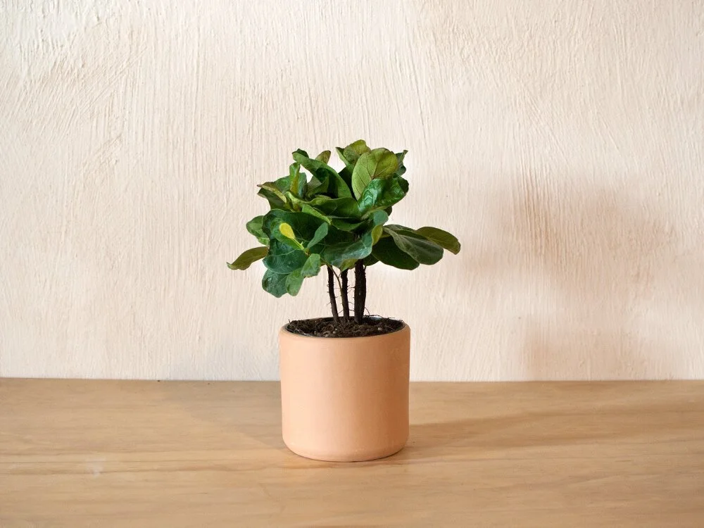 Ficus Lyrata  Mother Co., Plants