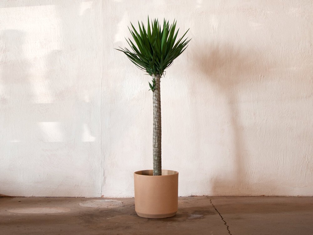 Yucca Gigantea — Mother Co., Plants