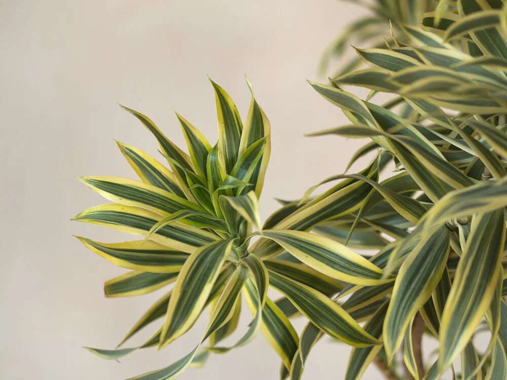 Dracaena Reflexa v. Song of India  Mother Co., Plants