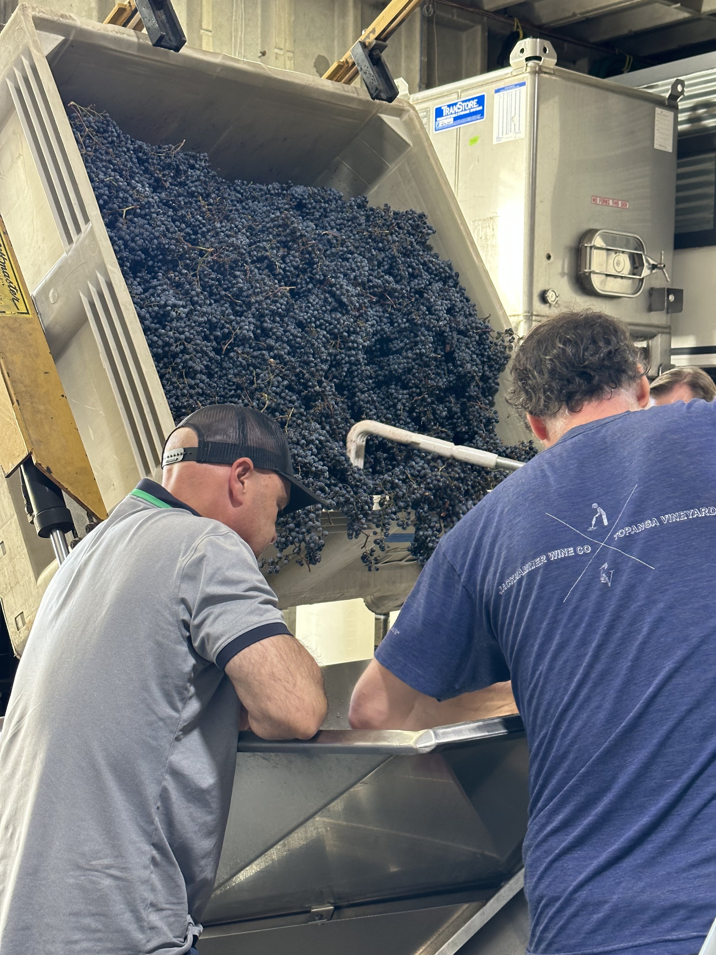 At the winery, sorting prior to going to the fermenting bins.