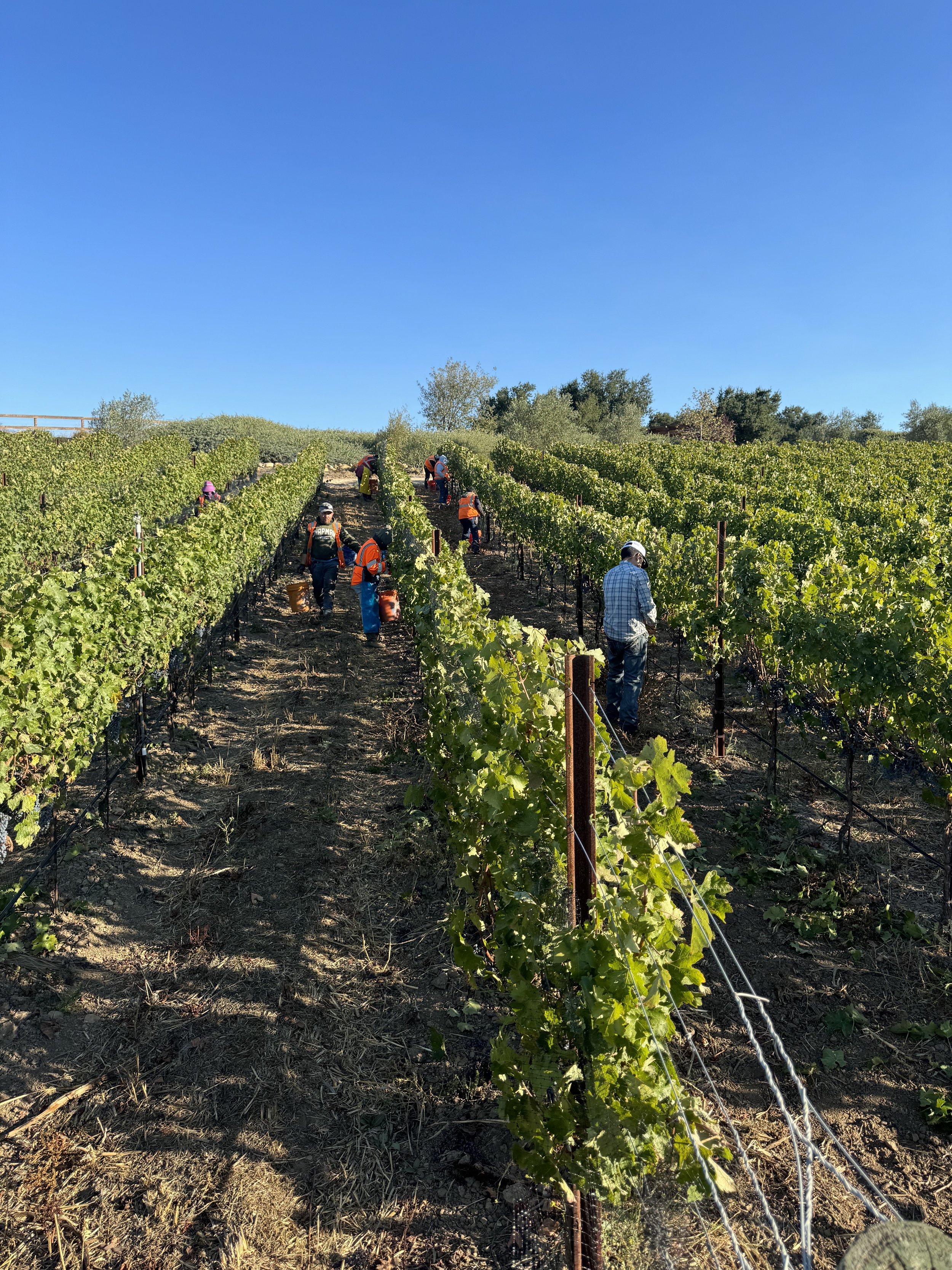 A good portrayal of the vineyard slope.