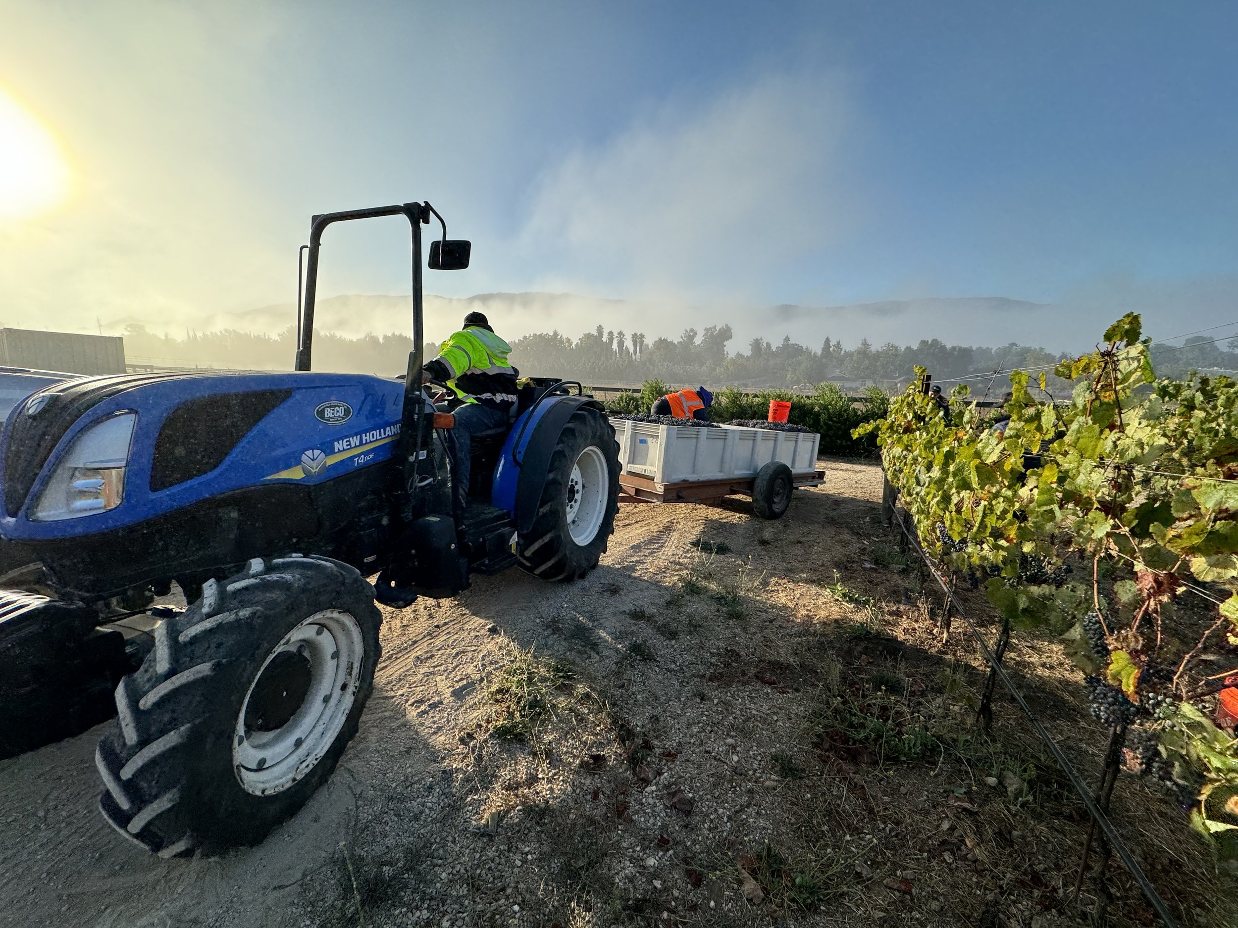 Bins getting ready for transport to winery - on their way to the 2025 release.