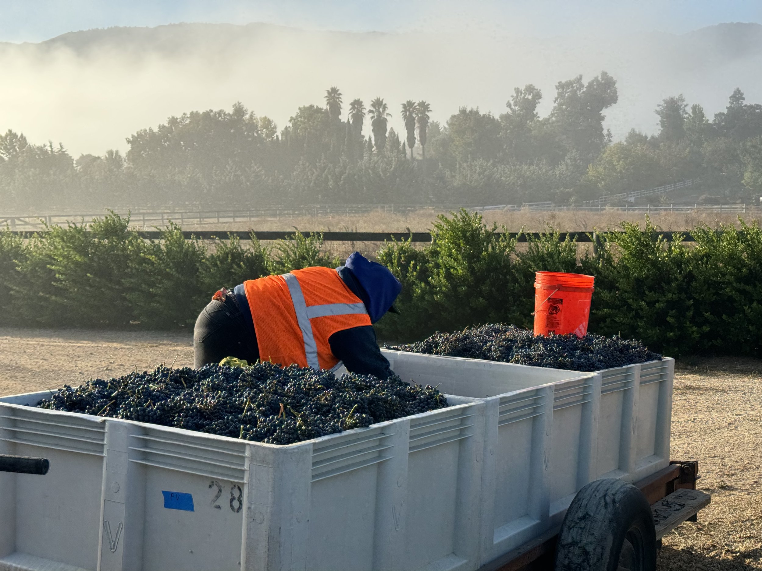 Our vines are 3 years old; they did great in 2023 producing flavorful, differentiated fruit in quantity that enables us to be very selective as to what makes it to the barrels.