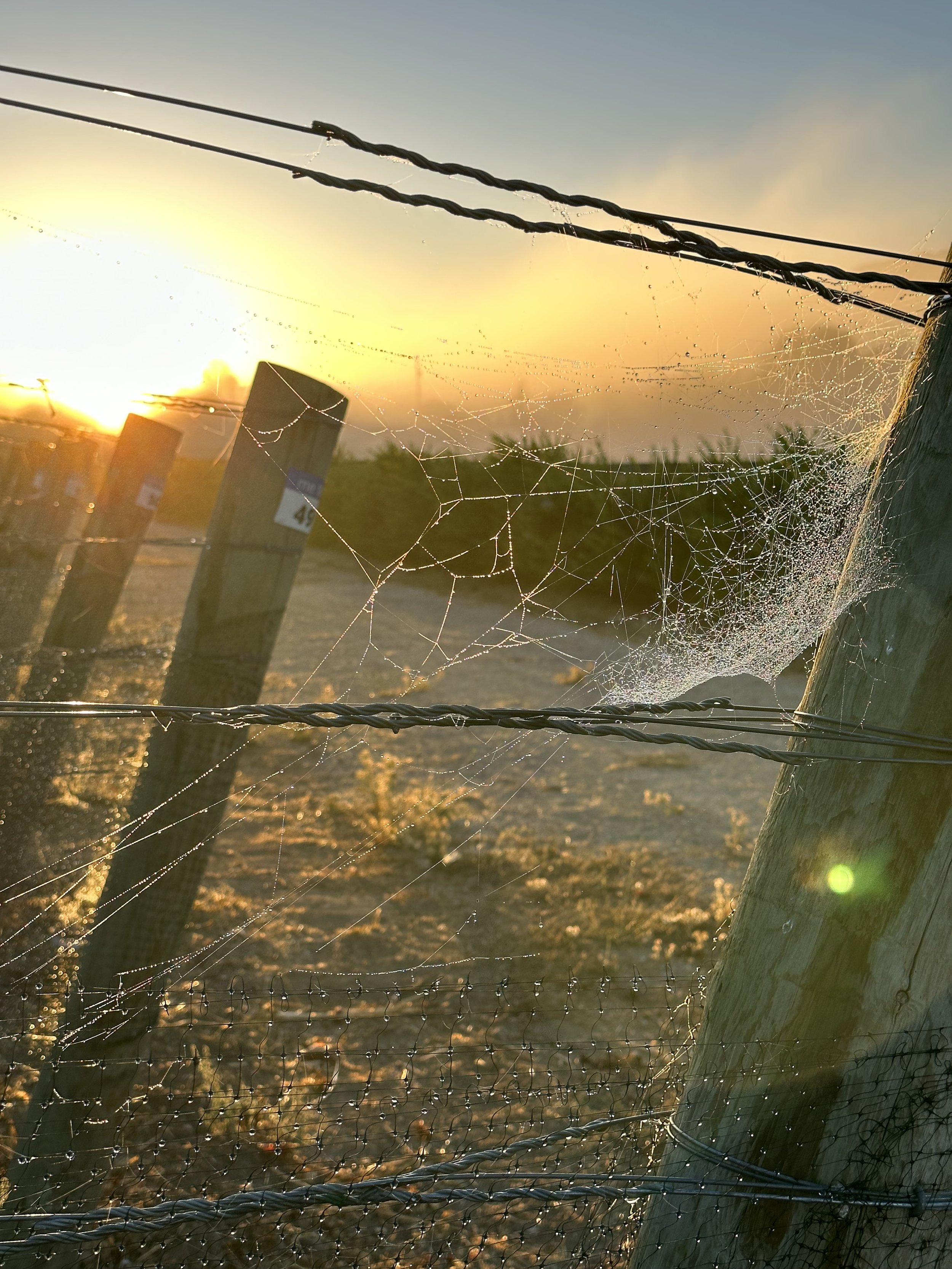 Spider webs in the sunrise.
