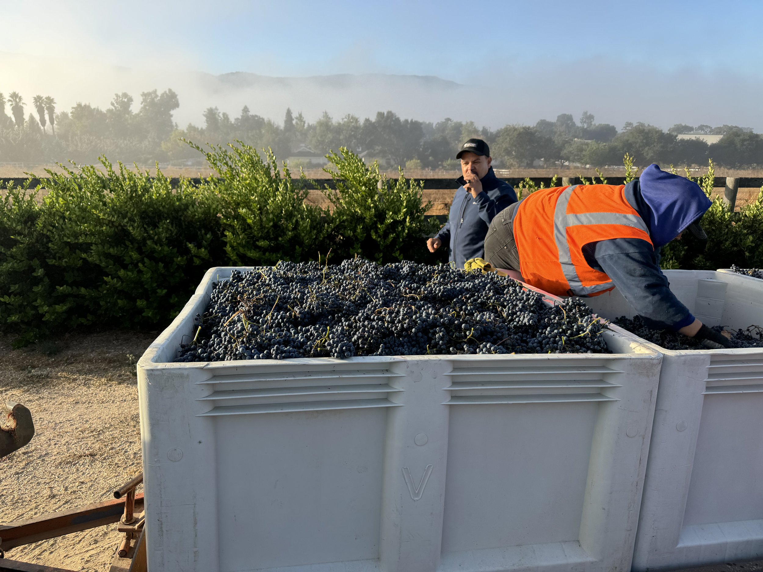 Grapes hitting the bins, pre-sorting.