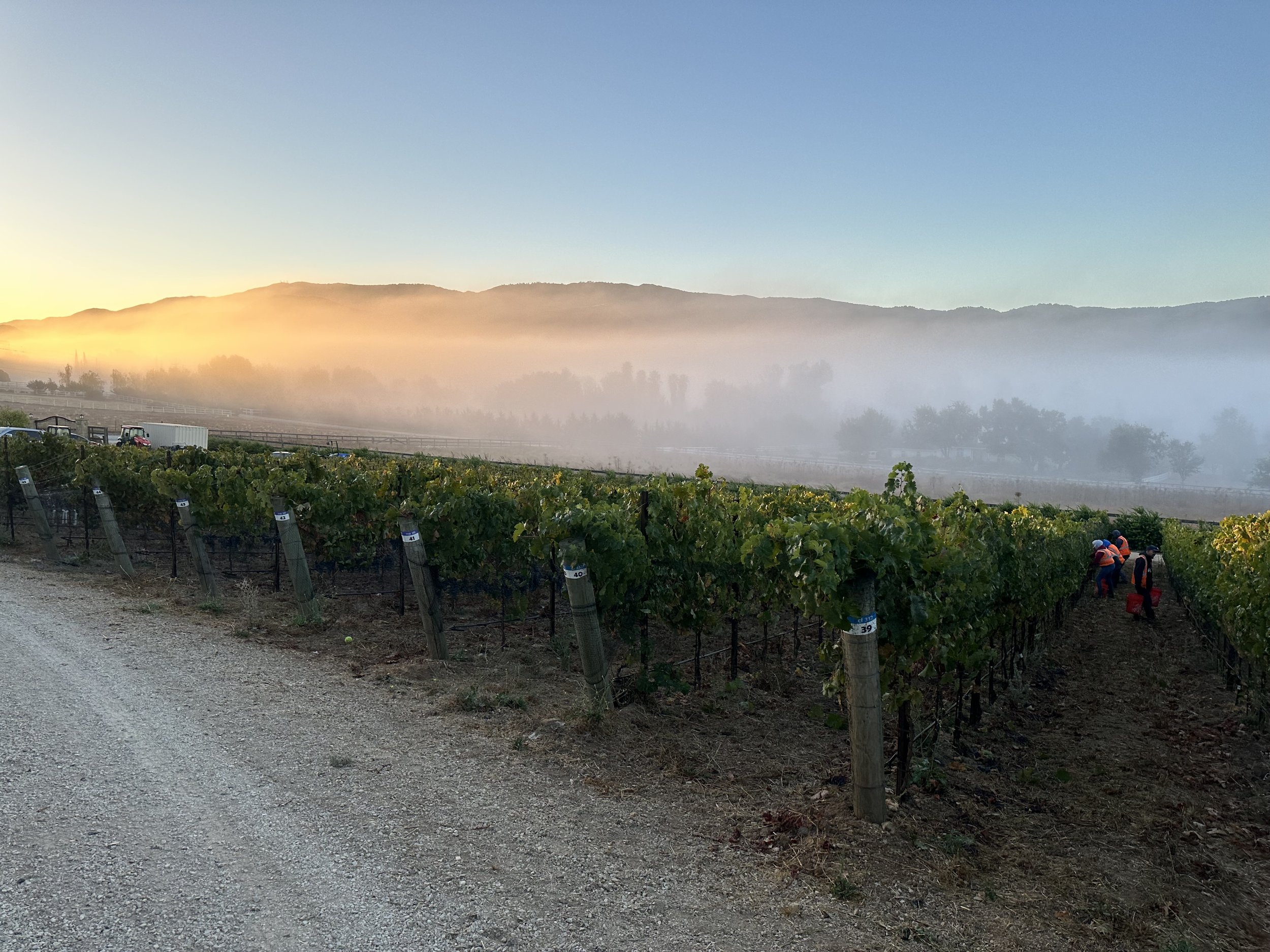 Harvest day for the Cab Franc, Merlot and PV. Early morning; typical low fog flowing along the Santa Ynez River below the vineyard.