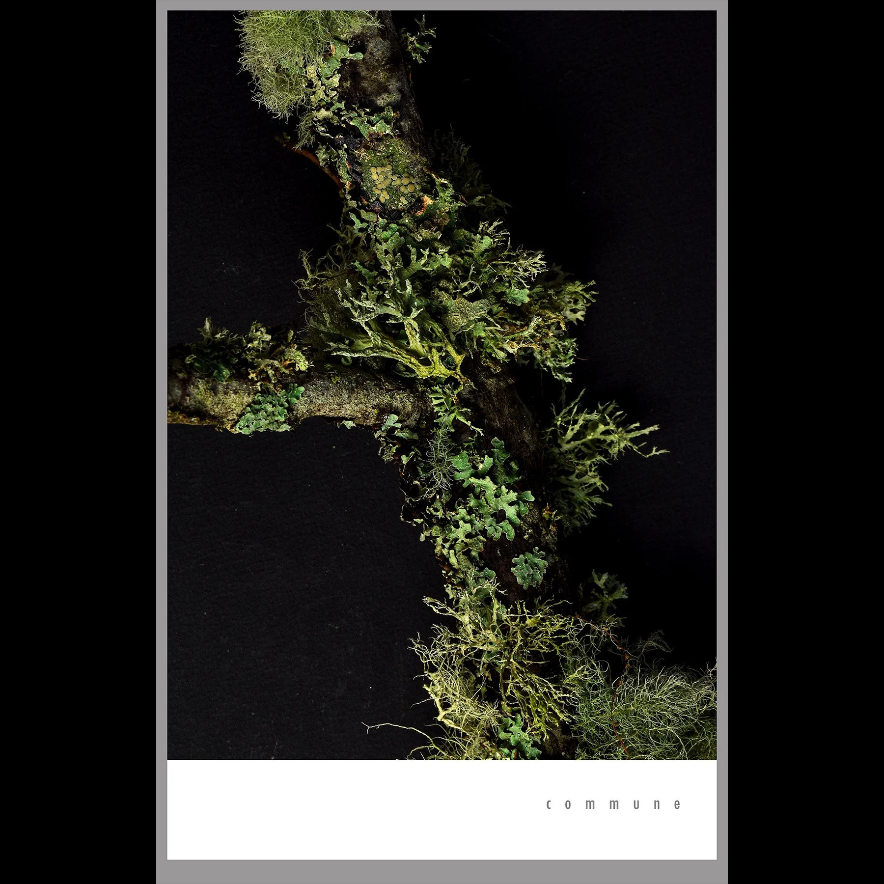 lichen