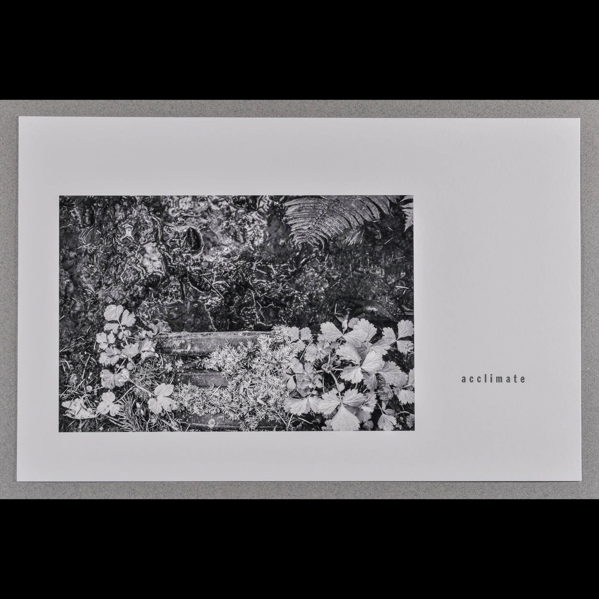 drainage 1- acclimate, 2025, archival inkjet print with letterpress text, 11 x 17"
