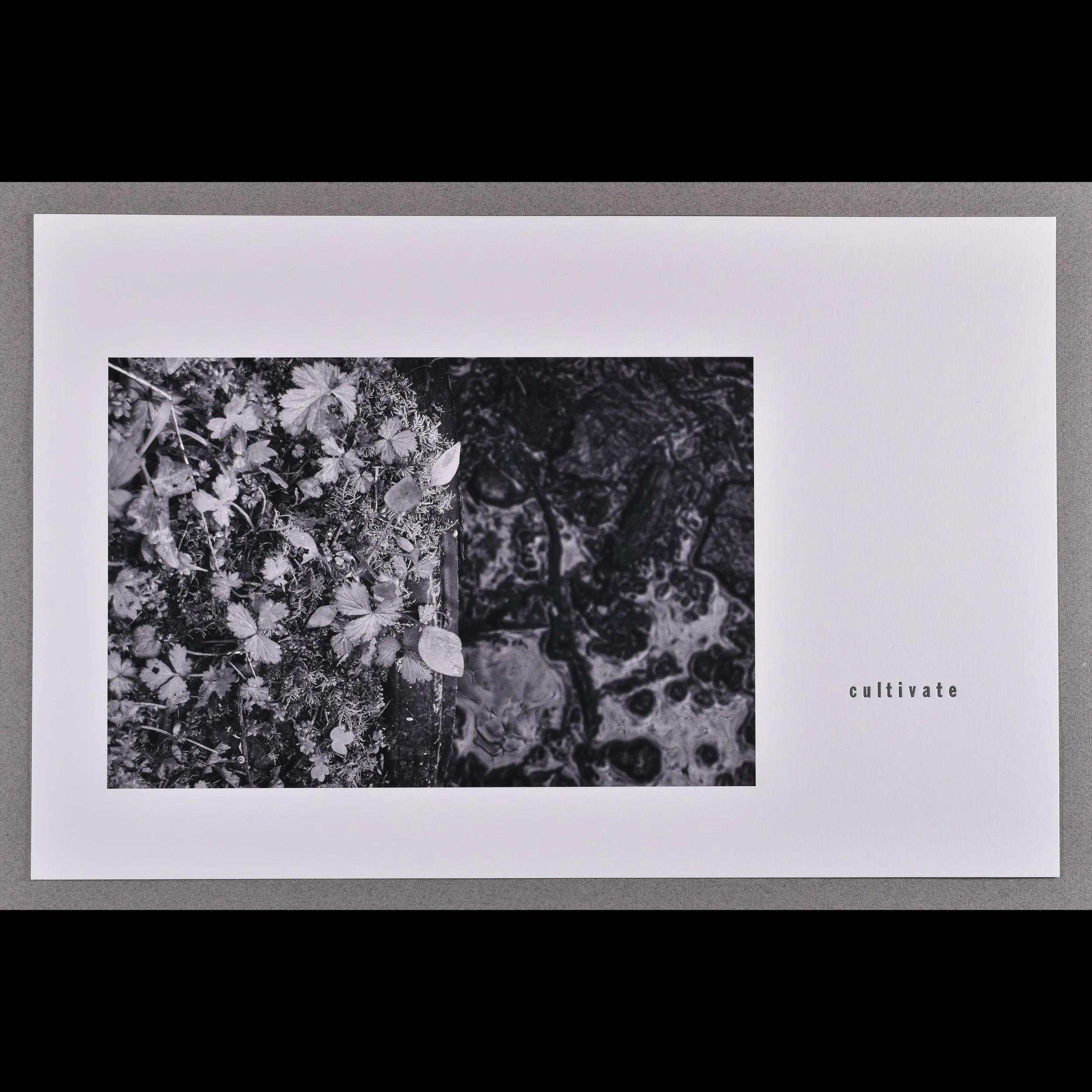 drainage 3- cultivate, 2025, archival inkjet print with letterpress text, 11 x 17"