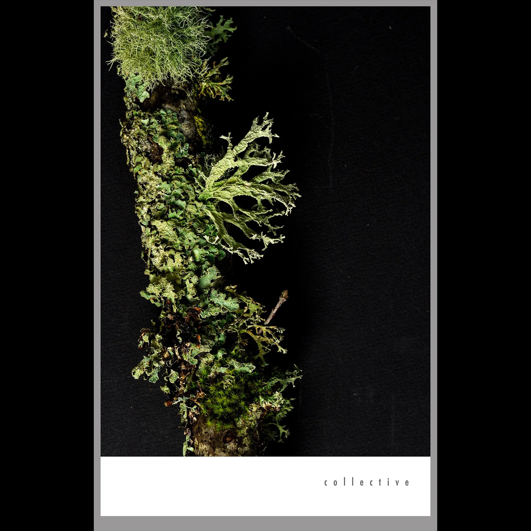 collective, 2026, archival inkjet print with letterpress text mounted on wood panel, 17 x 11 x 1"