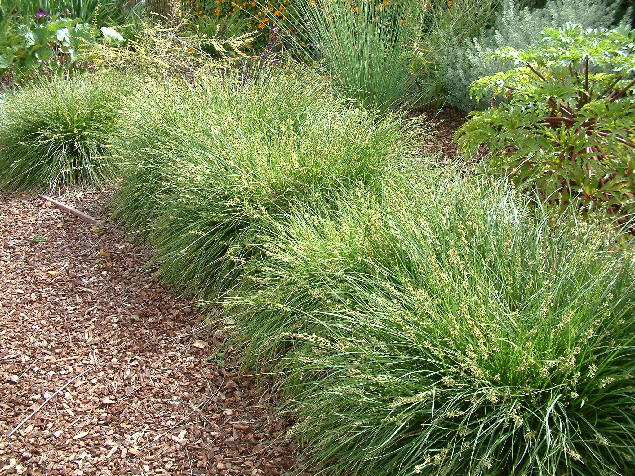 California Native Grasses That Perform Well in Sonoma County