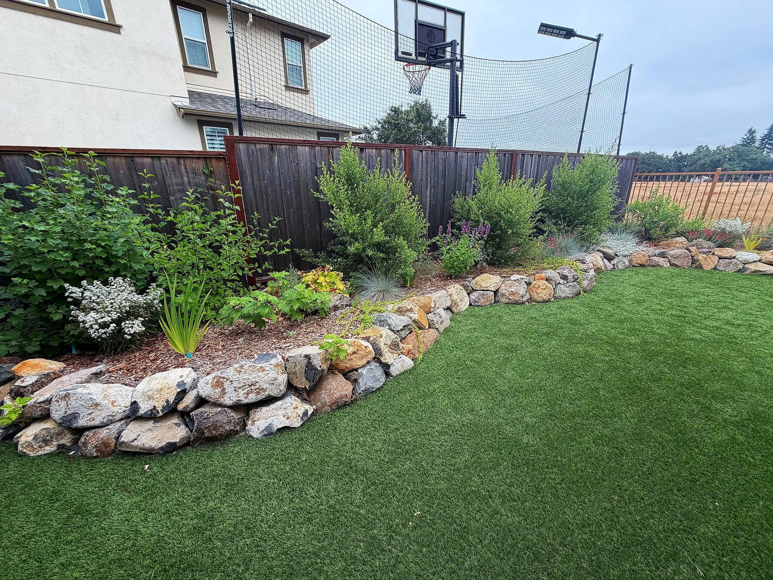 Boulder wall garden Sonoma county. 6 months of growth