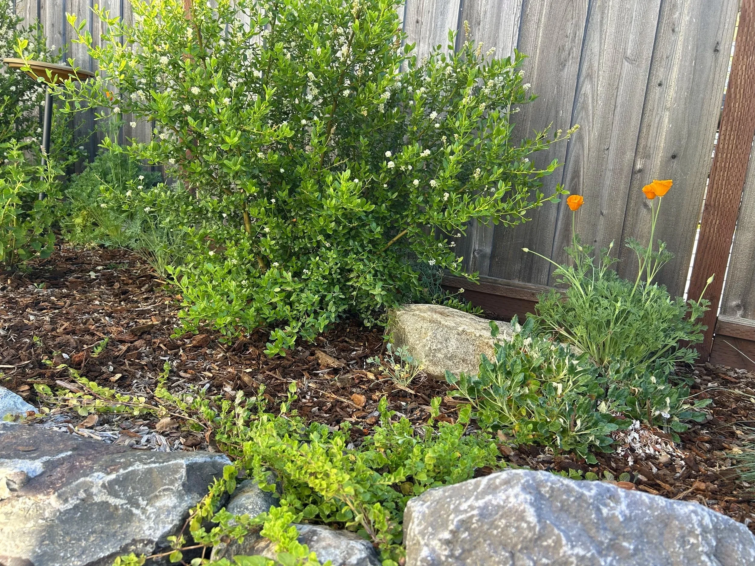 Best Trees for Privacy in Healdsburg, CA