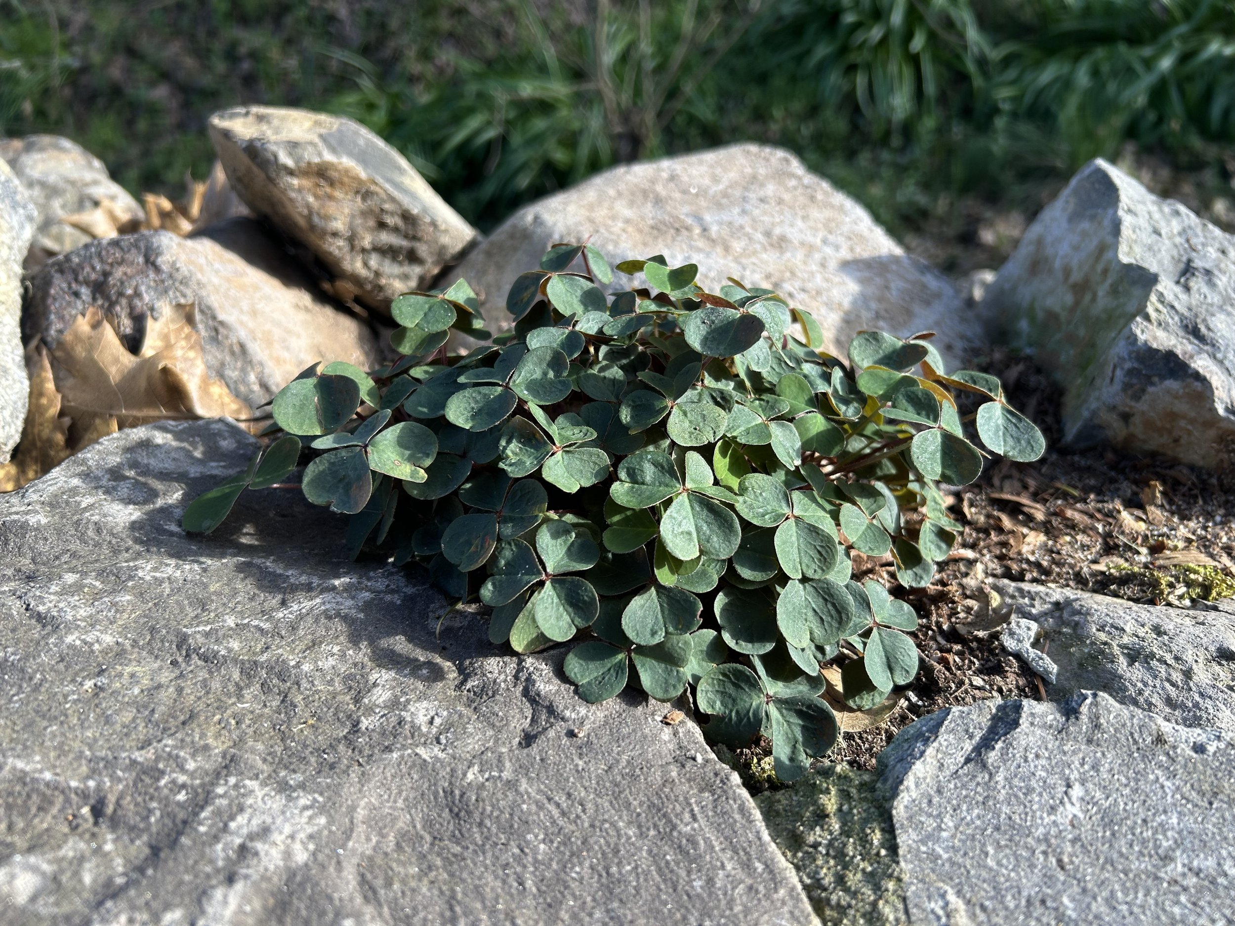 🌿 Spring Landscape Checklist for Sonoma County Homeowners (2026 Guide)