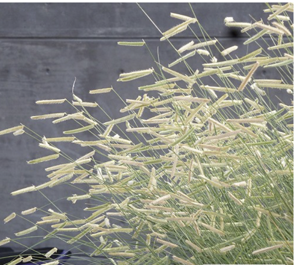 Bouteloua gracilis eyelash grass in a drought tolerant Sonoma County garden