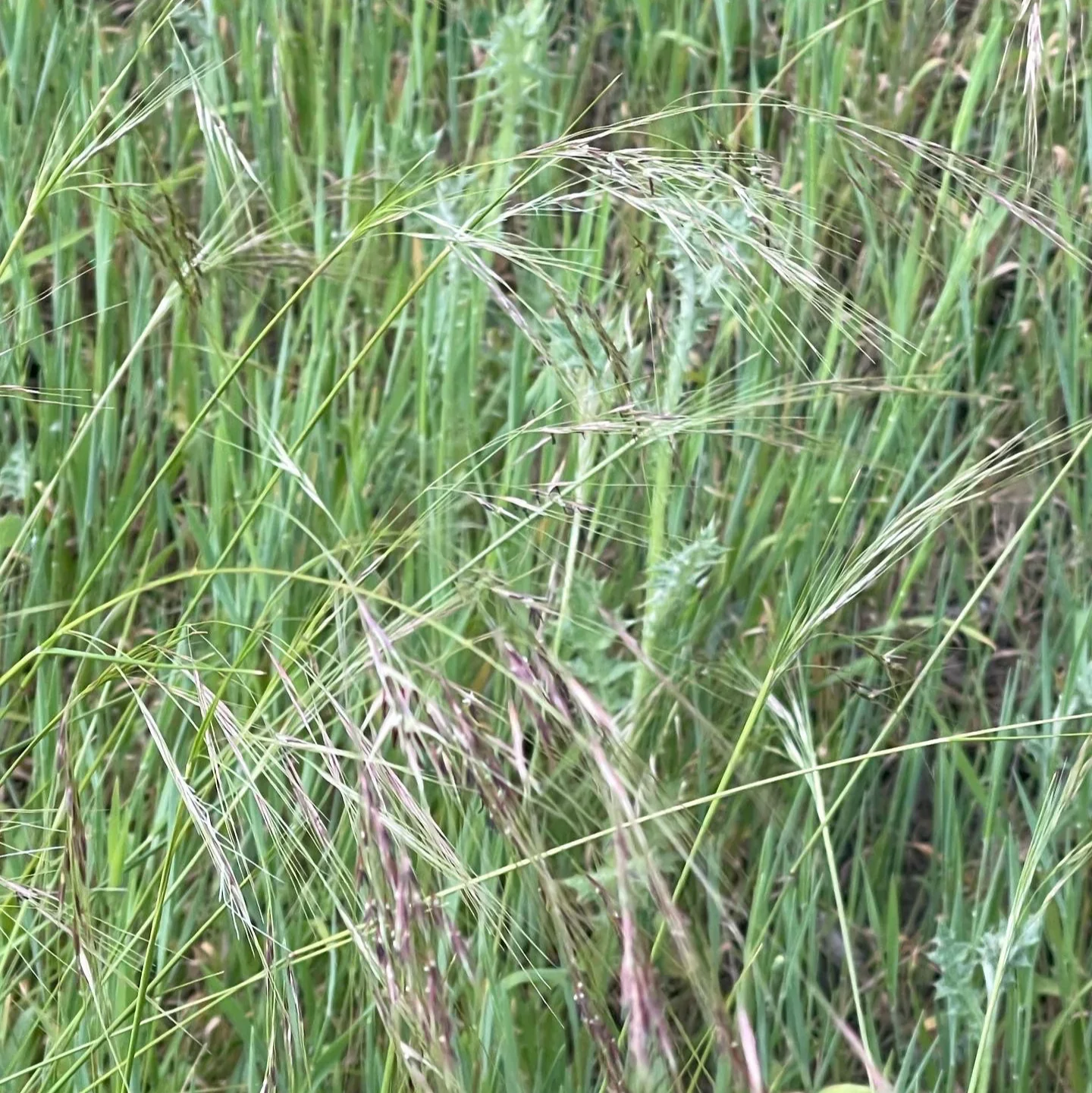Stipa pulchra purple needlegrass in a Sonoma County native meadow planting