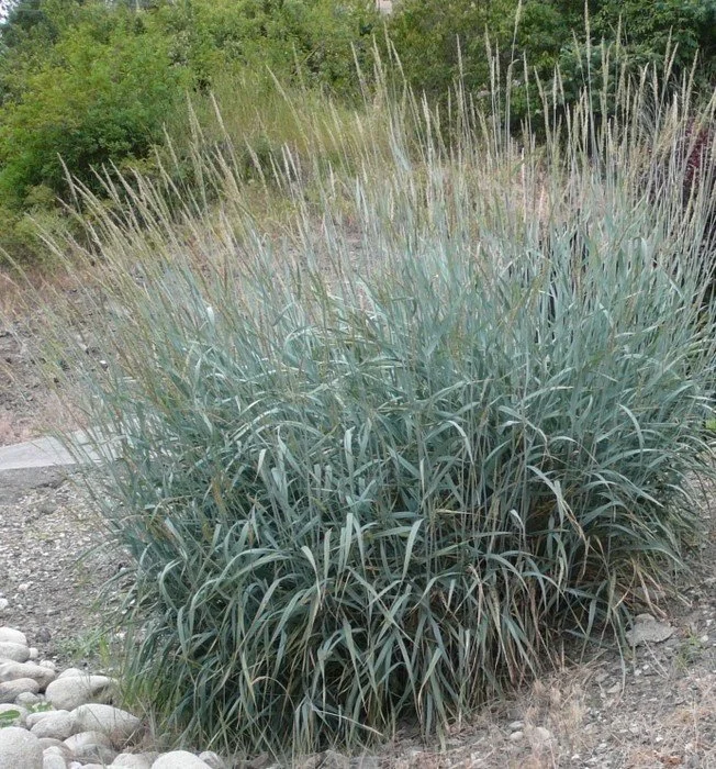 Blue wildrye native grass in a low water landscape design