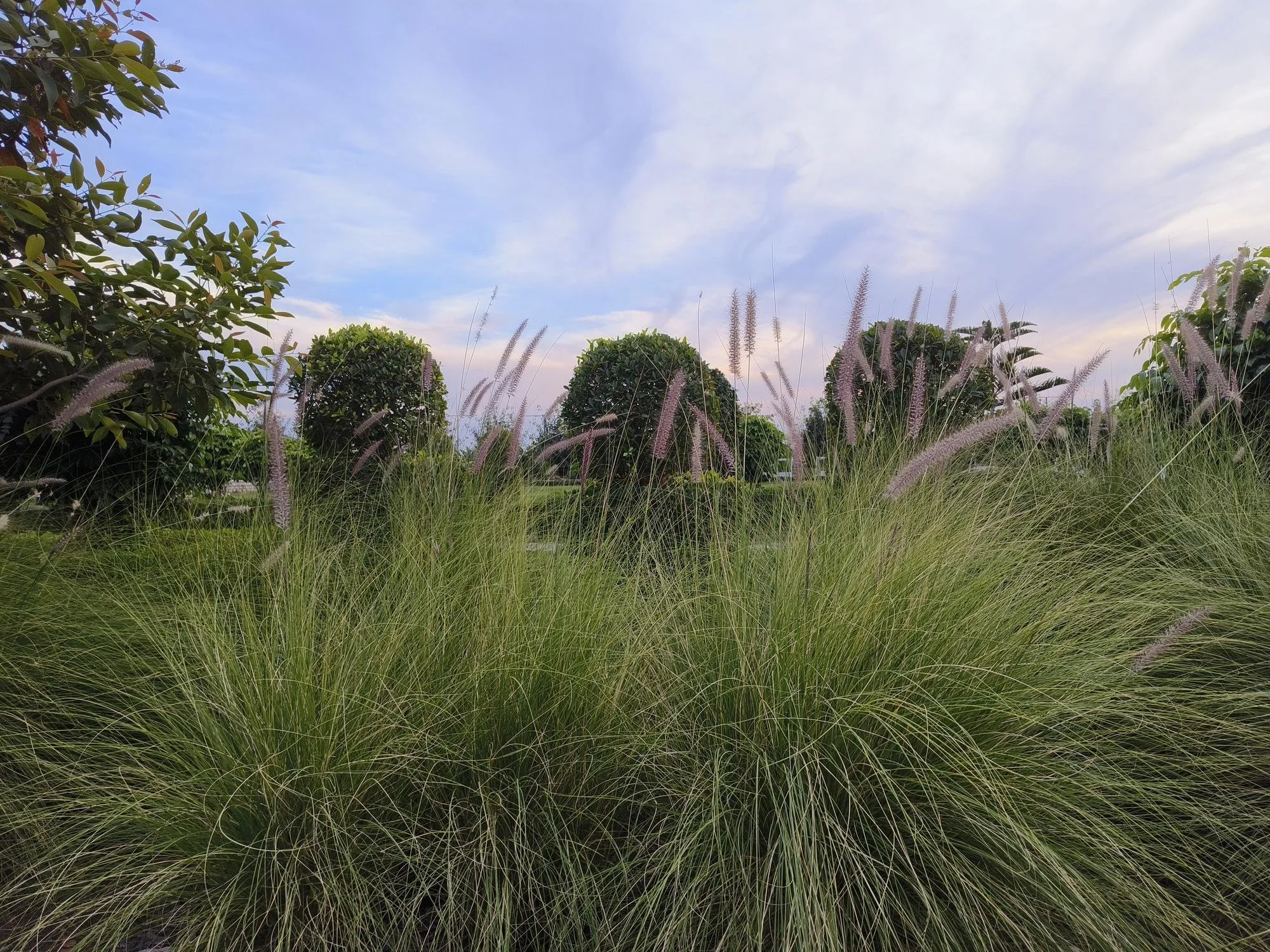 Deer grass Muhlenbergia rigens used in a drought tolerant Sonoma County landscape