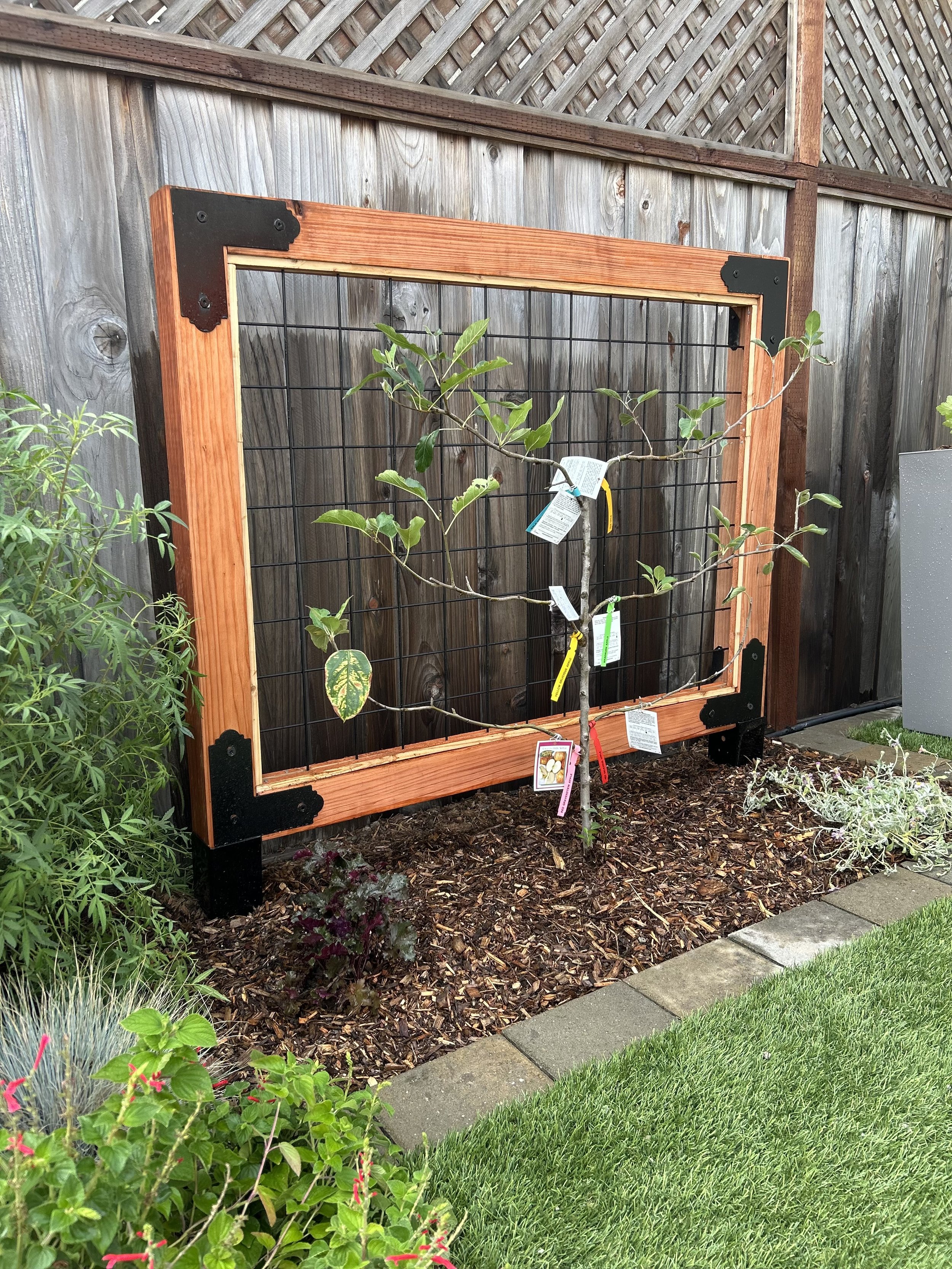 A young tree with tags attached growing in a garden bed with mulch, bordered by grass and a concrete walkway, with a wooden and wire fence in the background.