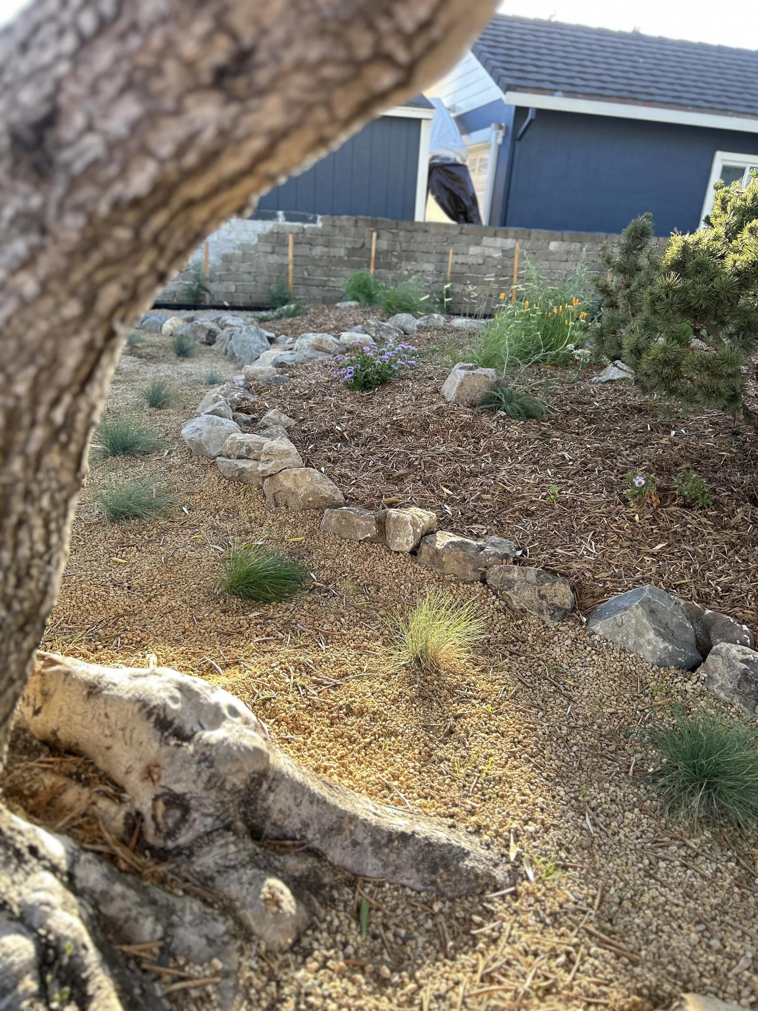 Close-up view of a garden with various plants, rocks, and mulch, framed by the trunk of a tree in the foreground.