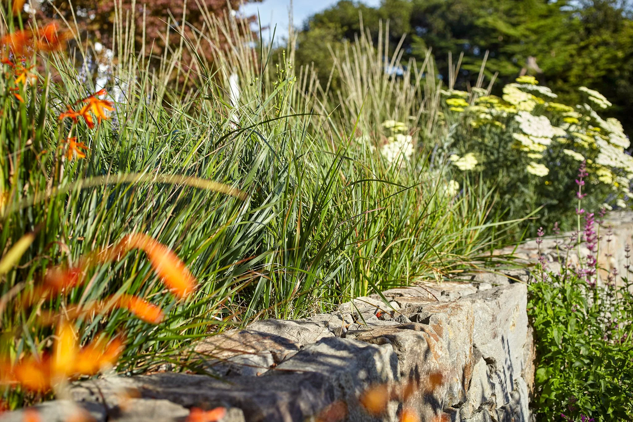 Native creeping wildrye planted in a Sonoma County rain garden
