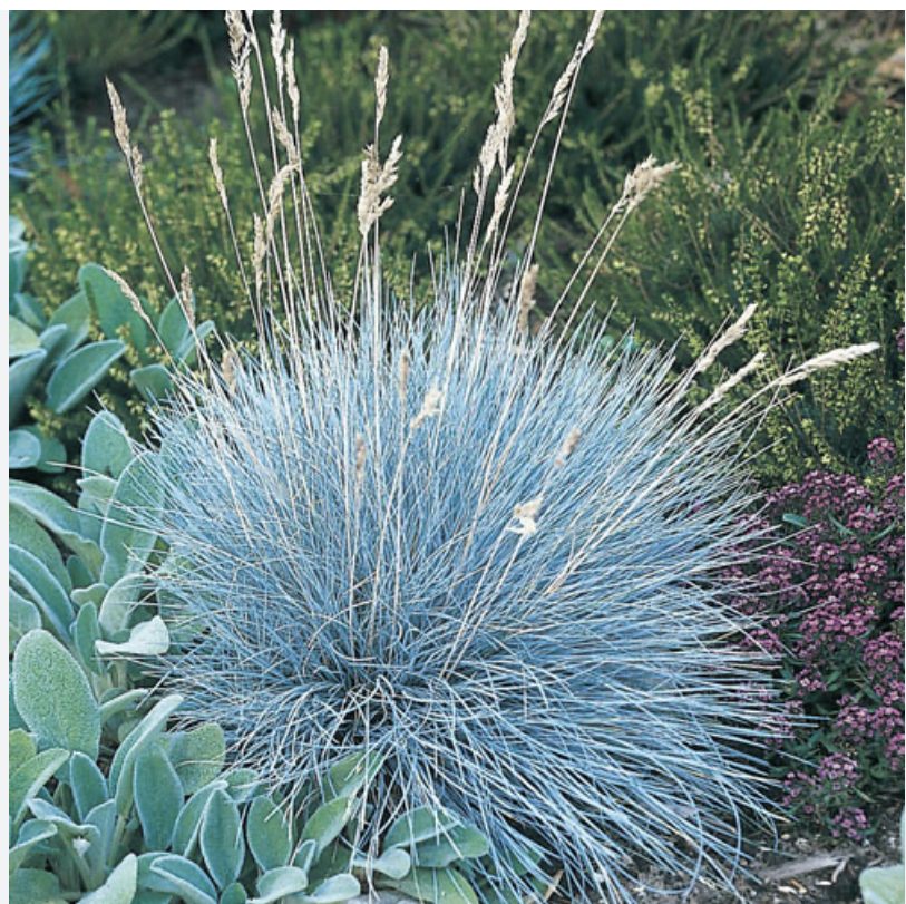 Festuca californica California fescue used in a native Sonoma County garden