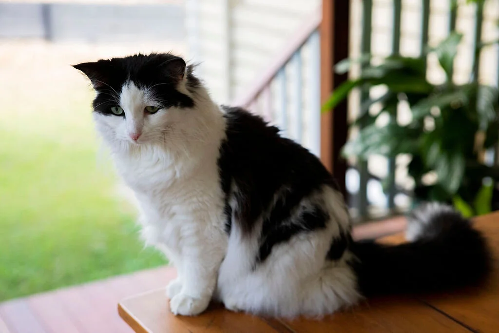 Merredith_KittyKitchen_0176.jpg