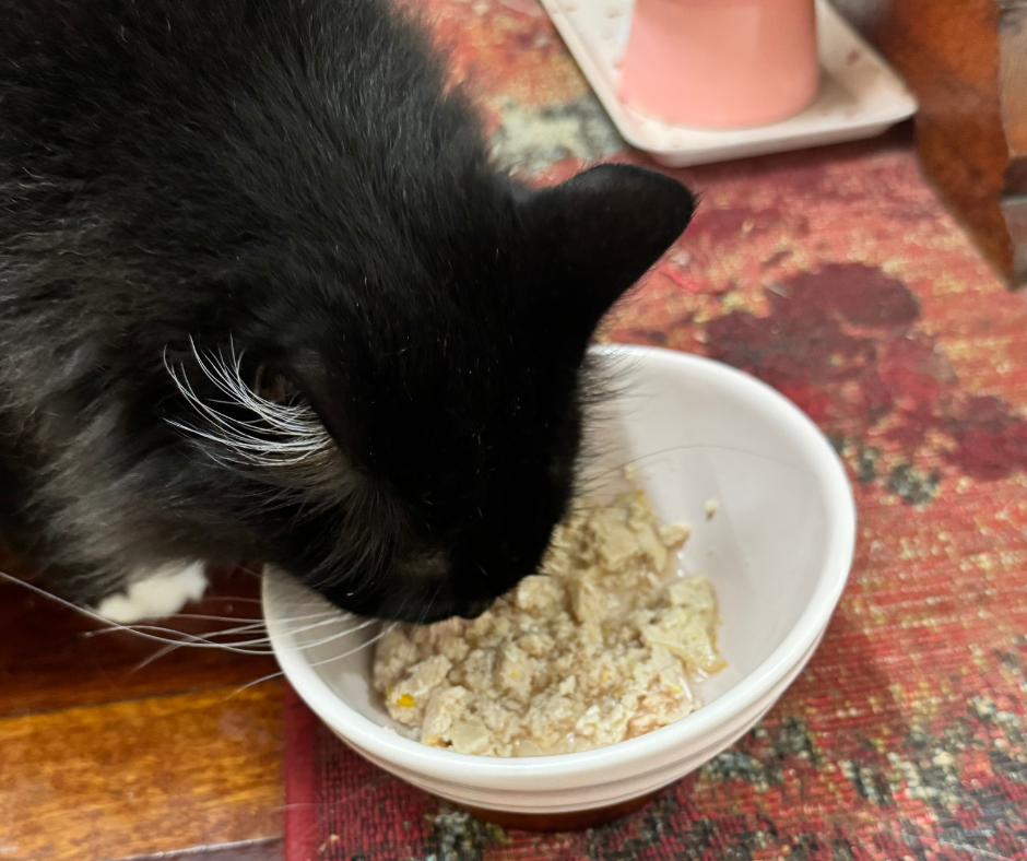 Cat eating premium wet food
