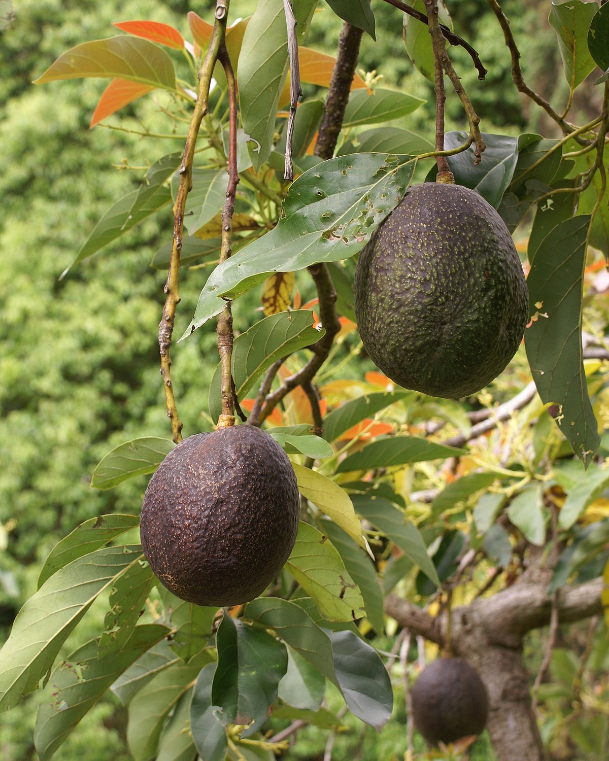 avocados in tree.png