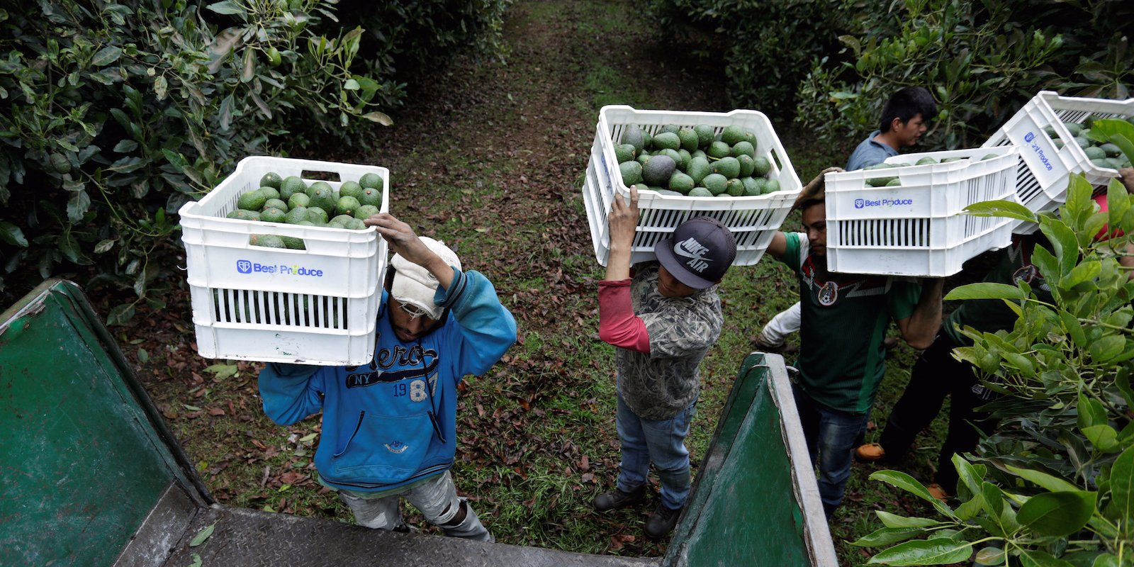 Loading Avocado on Truck.png
