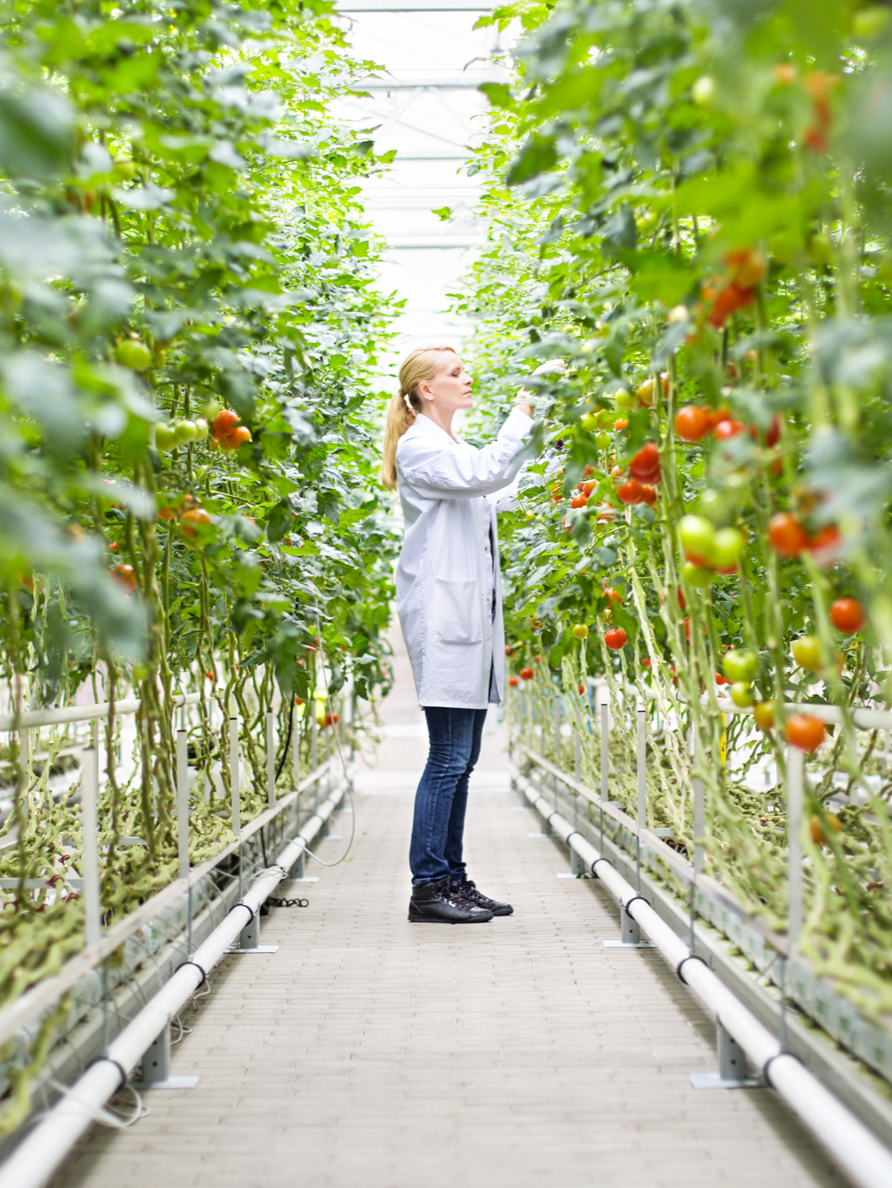 Tomato INGrown.png.png