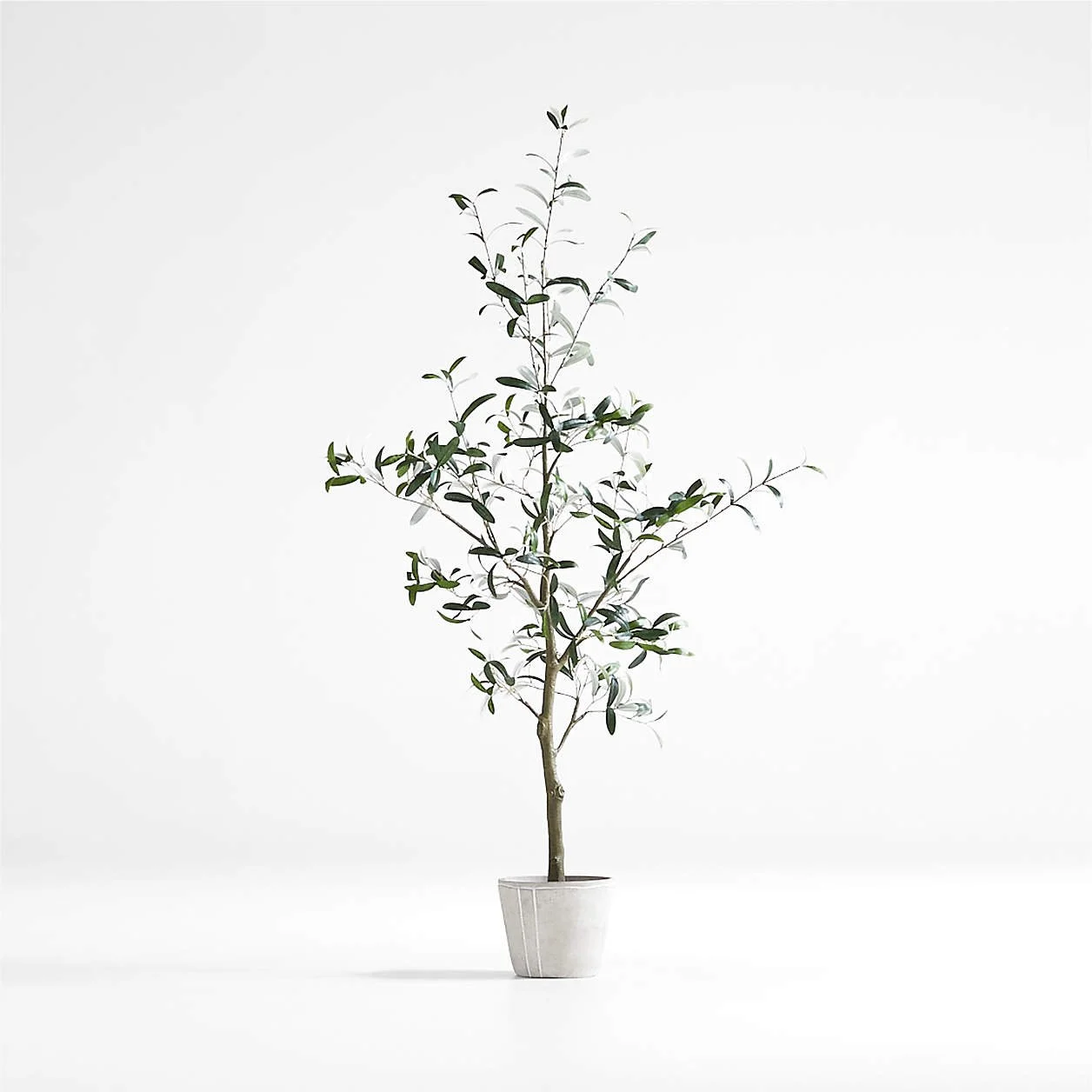 Olive Tree in Pot.jpeg