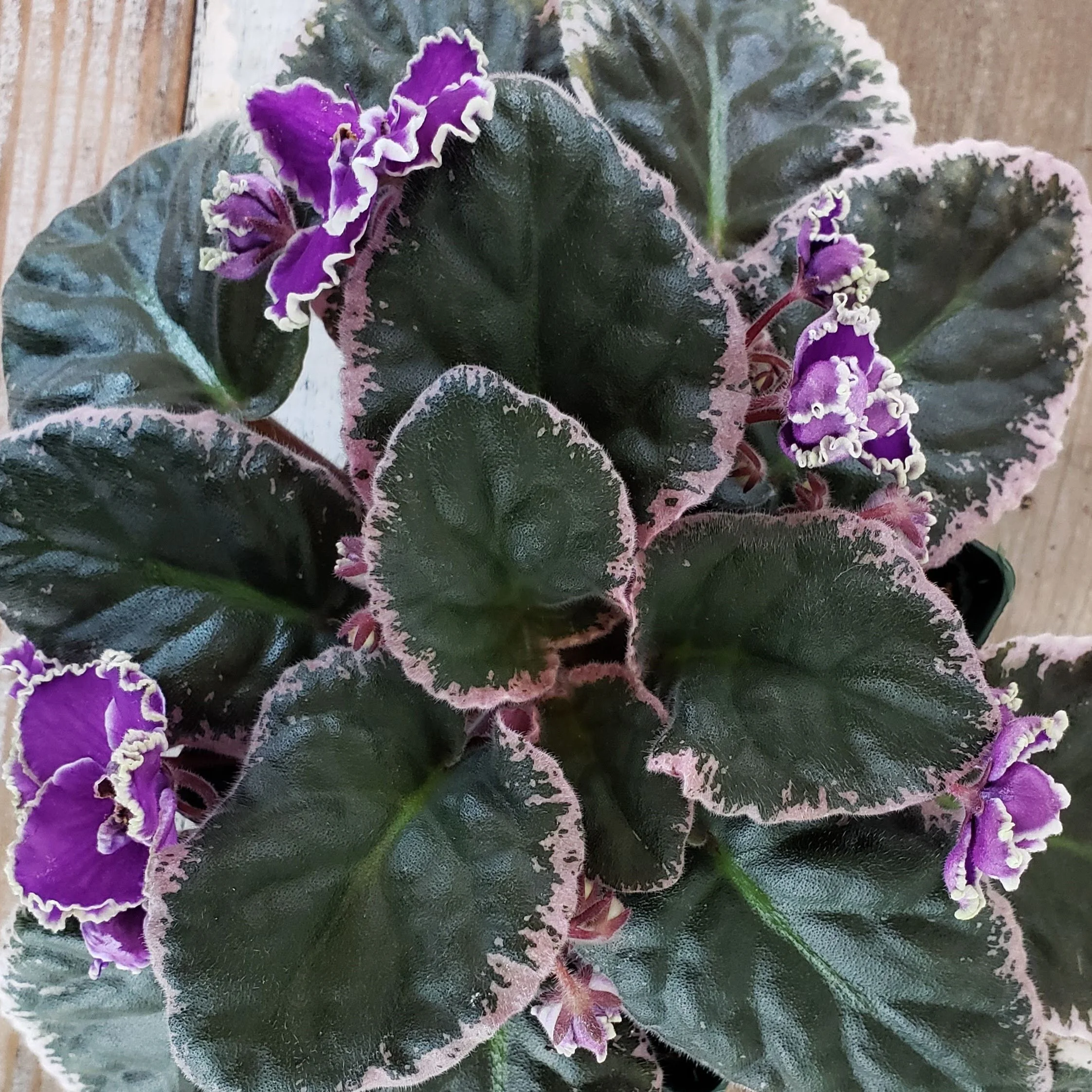 Shop — Petals & Leaves