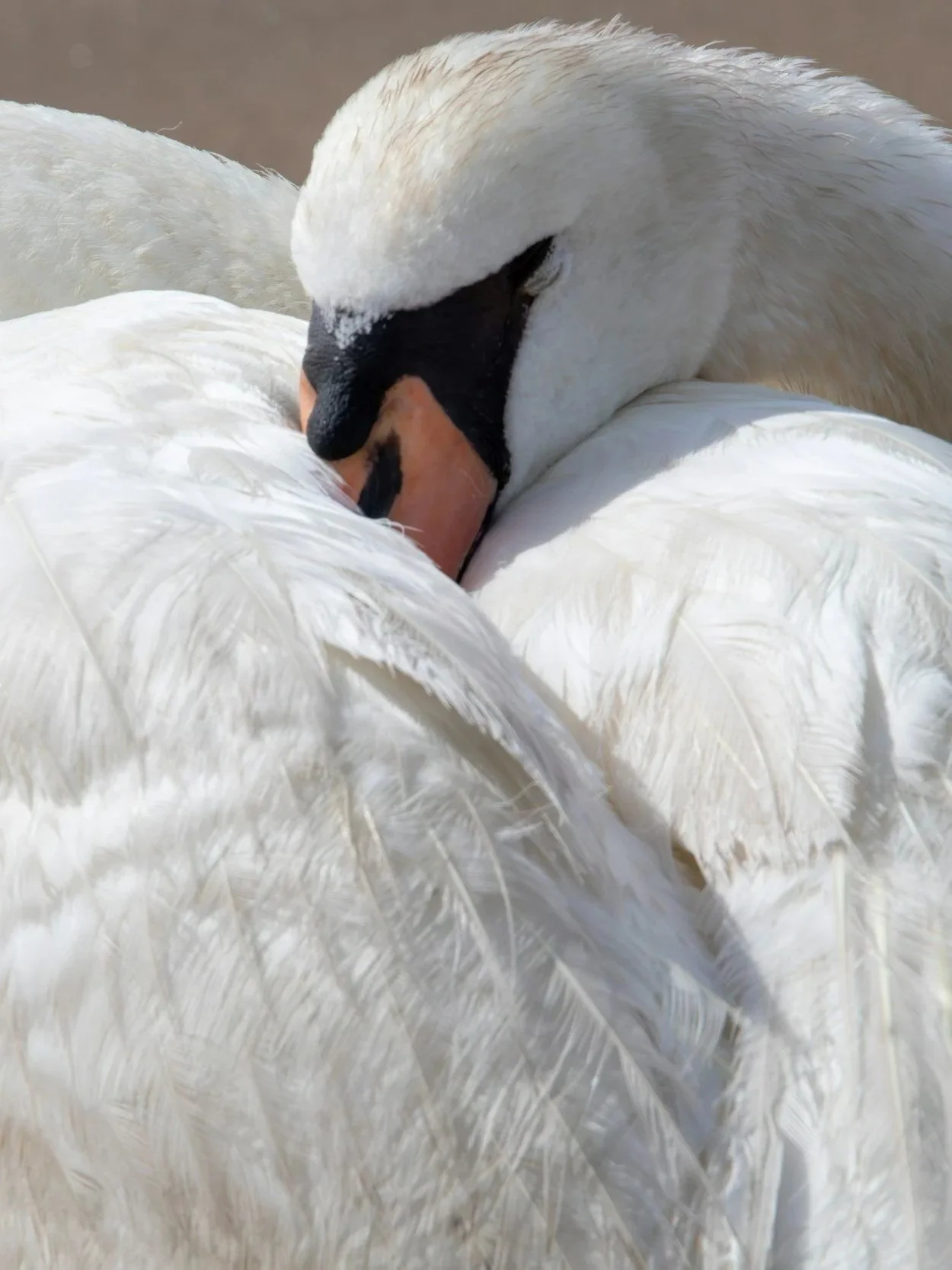 I called the swan down