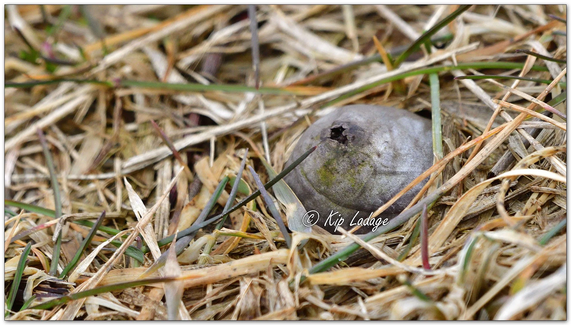 Common Puffball - Image 1069436