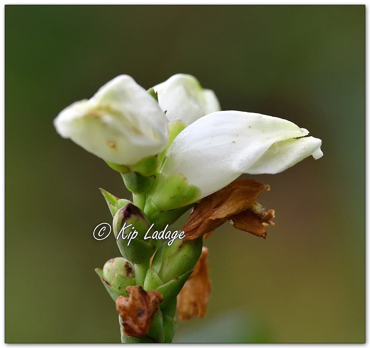 White Turtlehead - Image 1147531