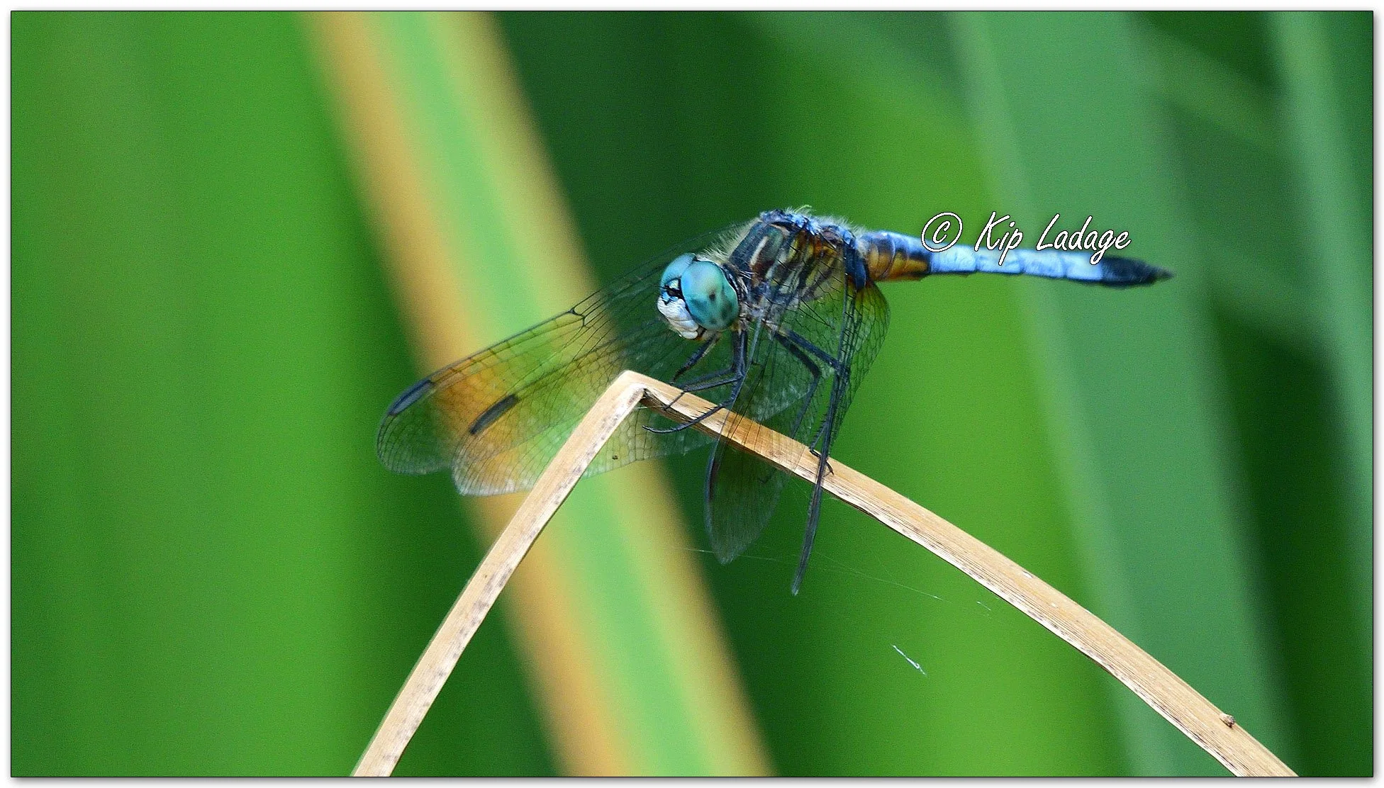 Blue Dasher Dragonfly - Image 1114628