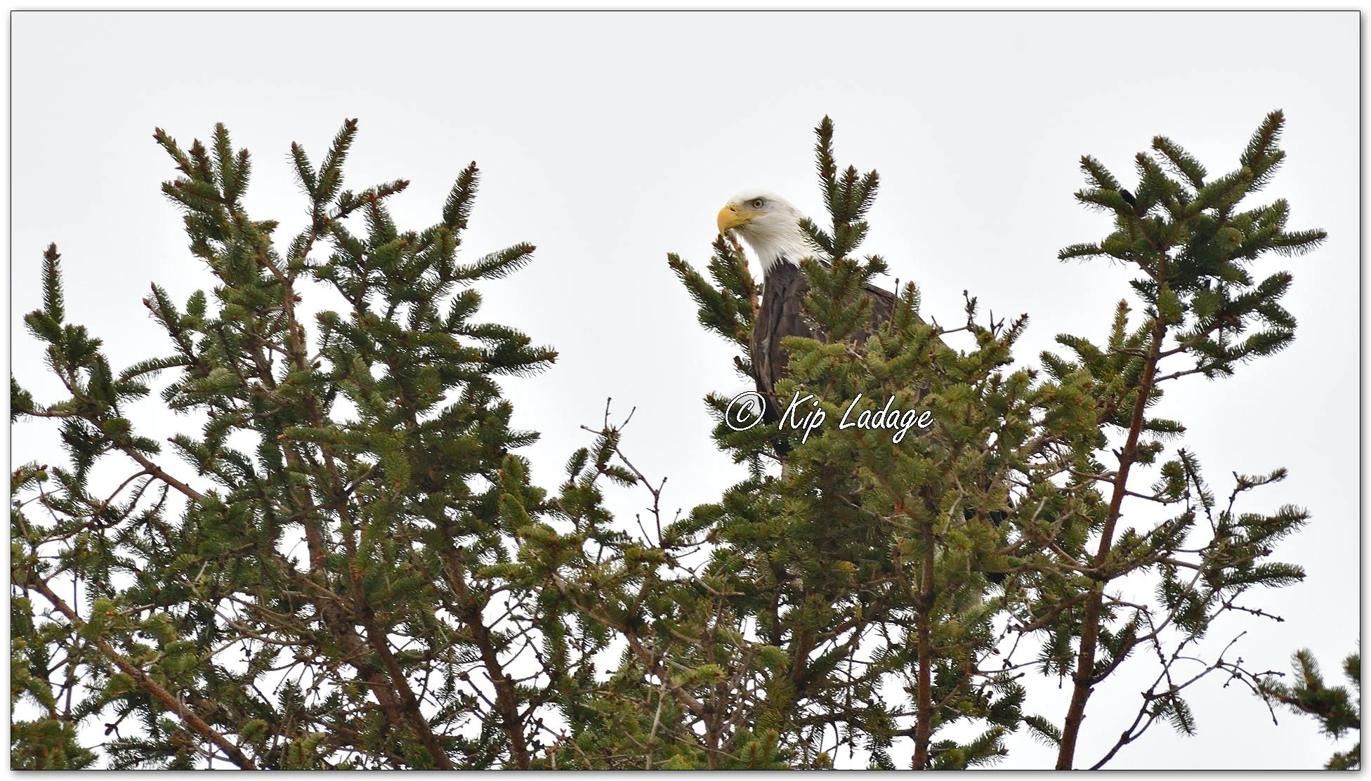 Adult Bald Eagle - Image 1052150