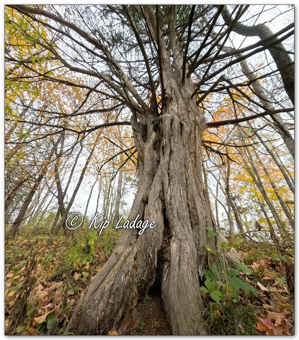 Cedar Tree - Image 1037995