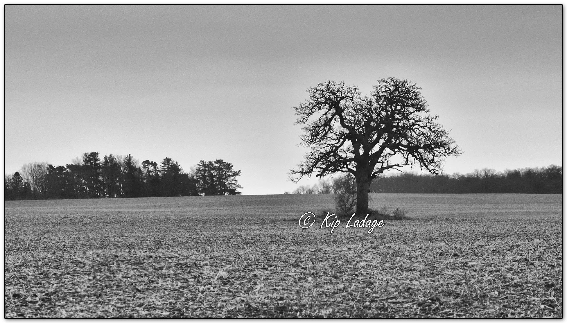 Lone Tree in Field - Image 1064678