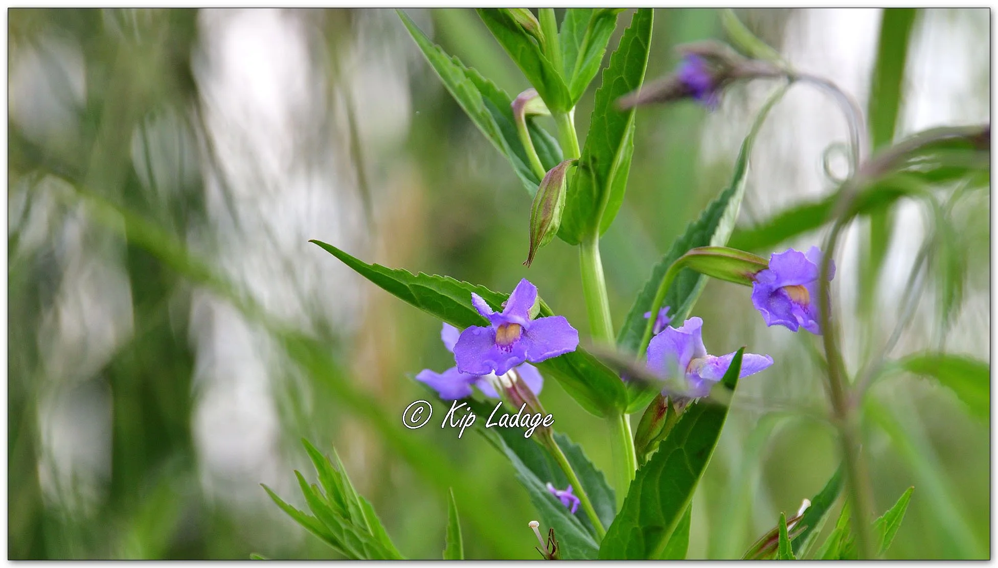 Allegheny Monkeyflower - Image 1119084