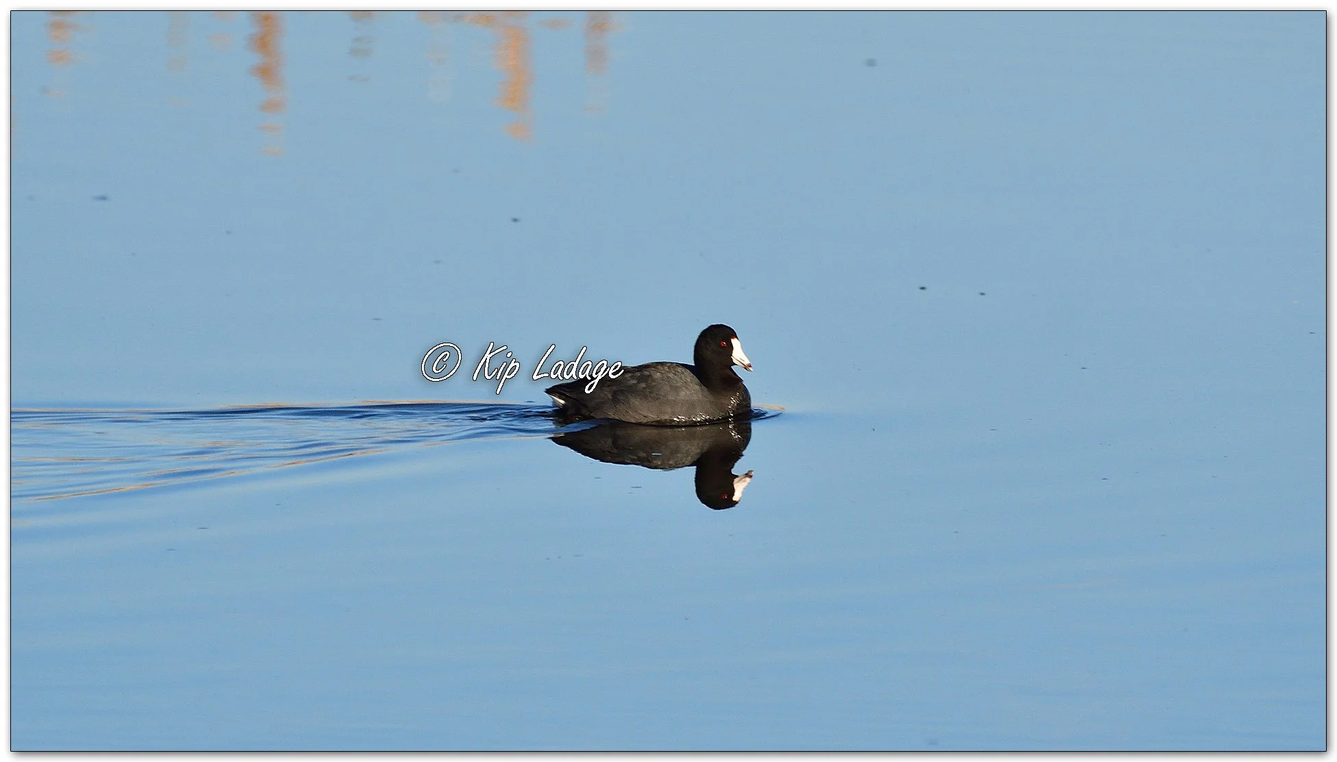 American Coot - Image 1070040