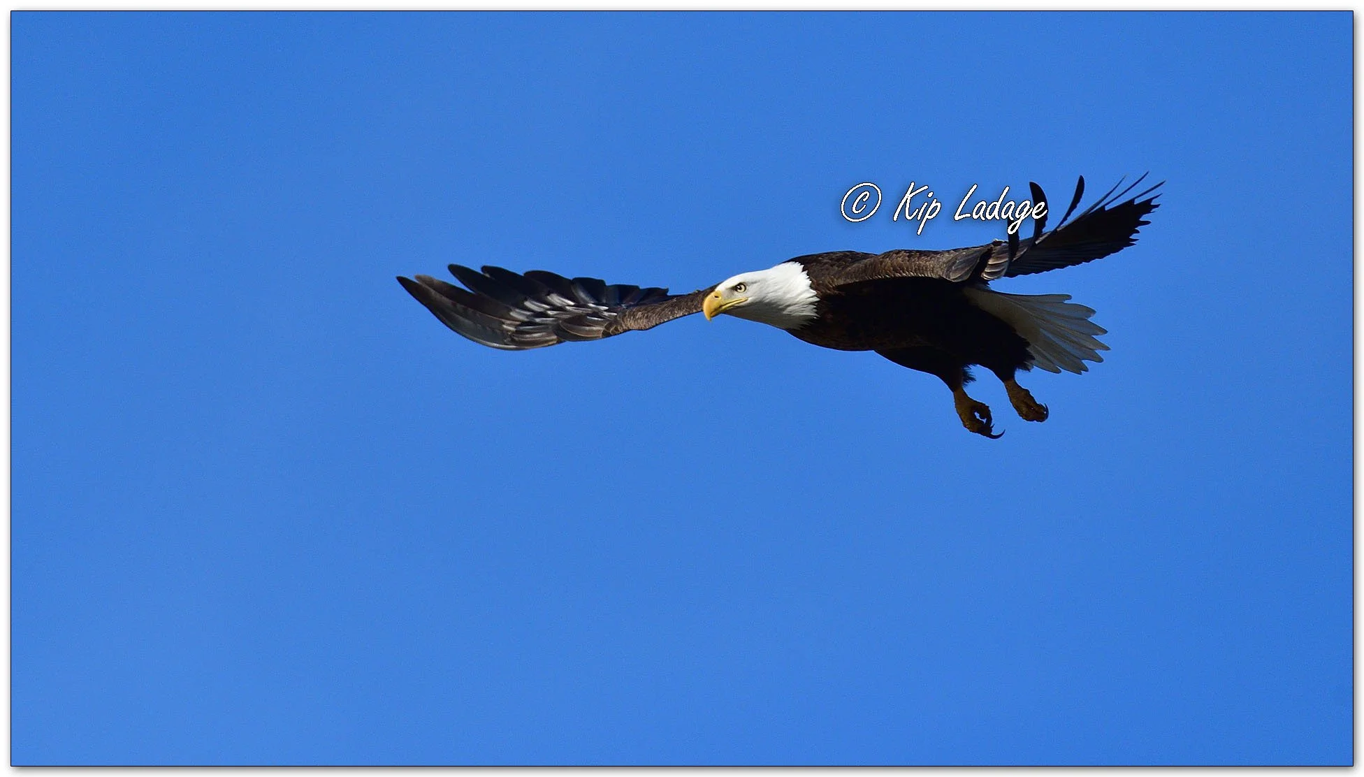 Adult Bald Eagle in Spruce Tree - Image 1075280